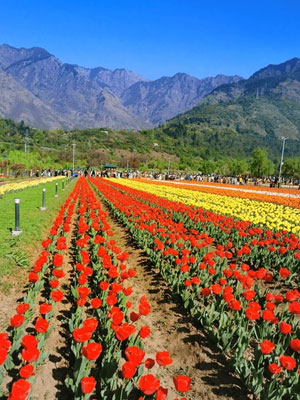 Kashmir 4Night 5 Days Trip